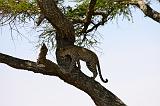 TANZANIA - Serengeti National Park - Leopardo - 19